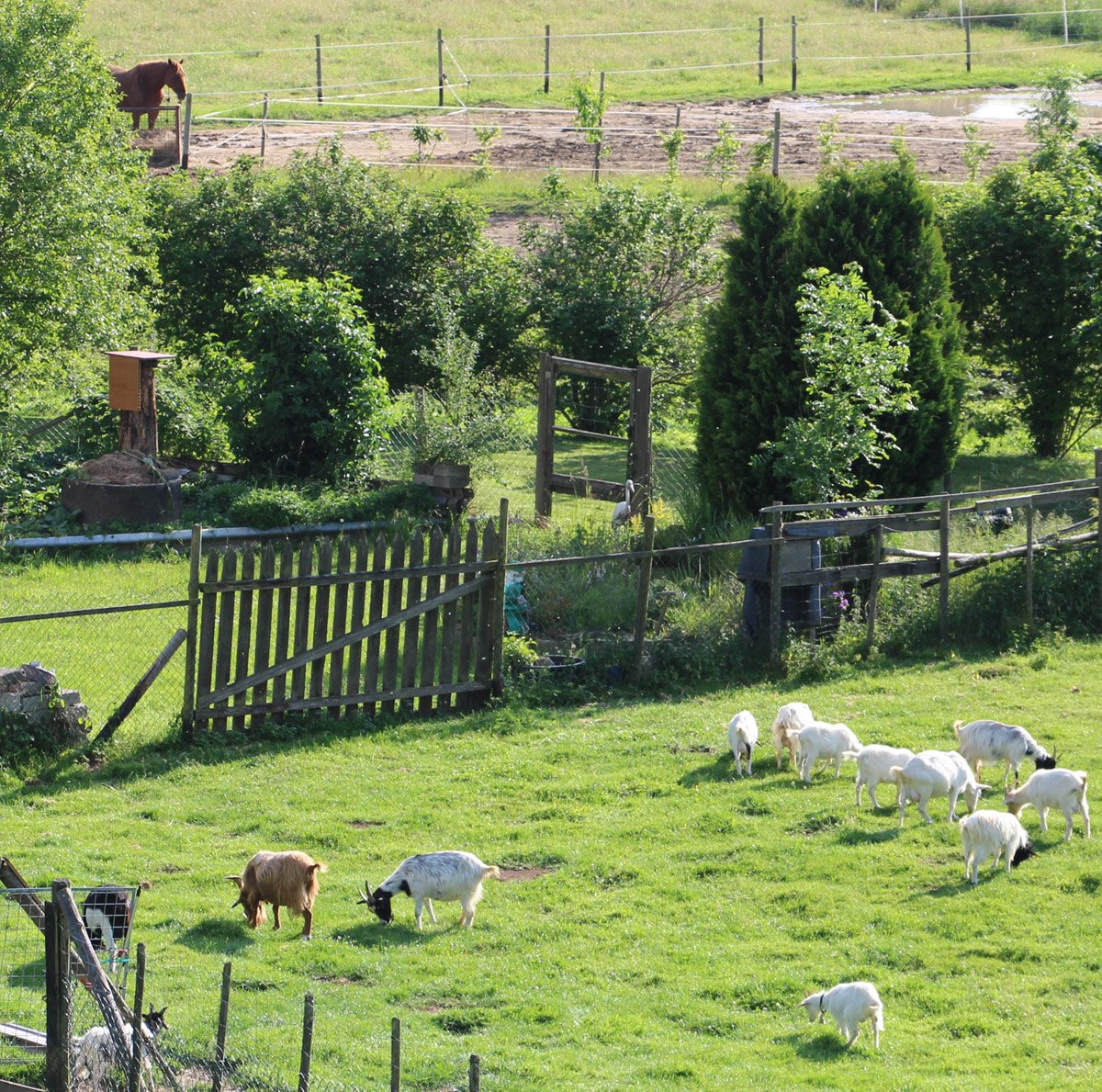 Blick vom Feldweg zur Ohlweiler Mühle auf Ziegen und Pferde